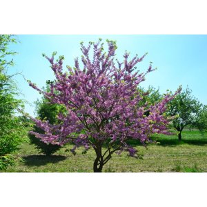 Judášovec strukový (Cercis Siliquastrum) - výška 30-50 cm, kont. C5L (-18°C)