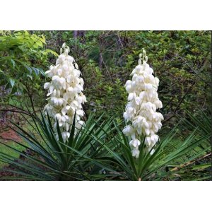 Juka vláknitá (Yucca filamentosa) výška: 20-30 cm, kont. C7.5L (-30°C)