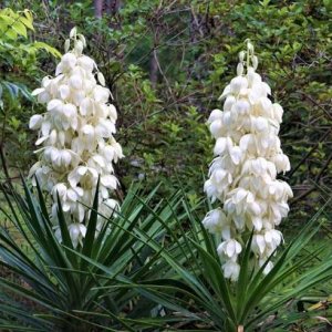 Juka vláknitá (Yucca filamentosa) výška: 20-30 cm, kont. C7.5L (-30°C)