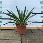  Juka nádherná (Yucca gloriosa) ´VARIEGATA´ výška 20-30 cm, kont. C2L