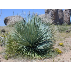 Yucca Rostrata - výška 20-30 cm, Ø 30cm, kont. C8L (-22°C)