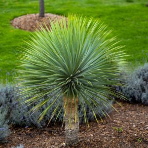 Yucca Rostrata - výška 140-160 cm, výška kmeňa: 60/70 cm, kont. C70L (-22°C)