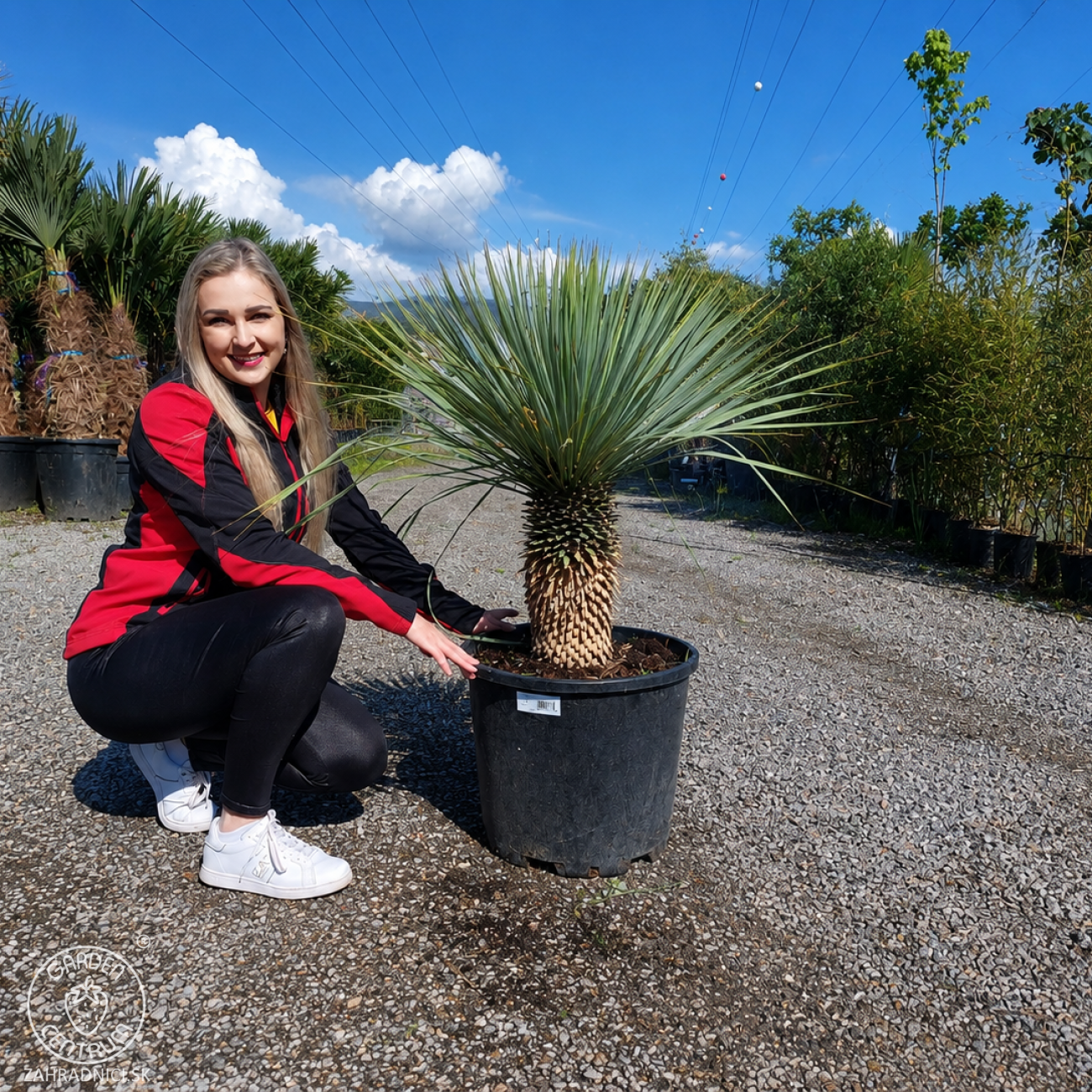 Obrázok Juka (Yucca Rostrata) - výška 60-70 cm, výška kmeňa 35-45 cm, kont. C70L (-22°C)