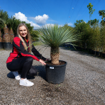 Juka (Yucca Rostrata) - výška 60-70 cm, výška kmeňa 35-45 cm, kont. C70L (-22°C)