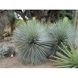 Yucca Rostrata ´SAPPHIRE SKIES®´  výška: 20-30 cm, kont. C1.5 L(-22°C)