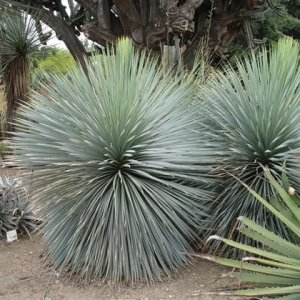 Yucca Rostrata ´SAPPHIRE SKIES®´  výška: 20-30 cm, kont. C1.5 L(-22°C)