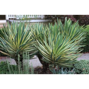  Juka nádherná (Yucca gloriosa) ´VARIEGATA´ výška 10-15 cm, Ø 15-20 cm, kont. P9 (-25°C)