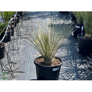 Juka elata (Yucca elata), výška: 50-70 cm, kont. C30L/C24L (-26 °C)