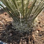 Juka elata (Yucca elata), výška: 50-70 cm, kont. C30L/C24L (-26 °C)