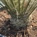 Juka elata (Yucca elata), výška: 60-70 cm, kont. C30L (-26 °C)