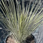 Juka elata (Yucca elata), výška: 50-70 cm, kont. C30L/C24L (-26 °C)
