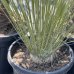 Juka elata (Yucca elata), výška: 60-70 cm, kont. C30L (-26 °C)