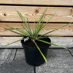 Juka vláknitá (Yucca filamentosa) výška: 20-30 cm, kont. C7.5L (-30°C)