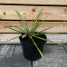 Juka vláknitá (Yucca filamentosa) výška: 20-30 cm, kont. C7.5L (-30°C)
