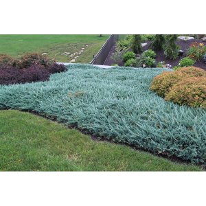 Borievka rozprestretá (Juniperus horizontalis) ´BLUE CHIP´ - ø 20-40 cm, kont. C3L