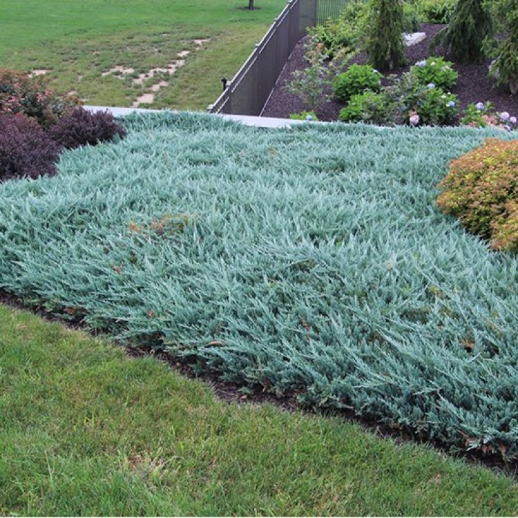 Borievka rozprestretá (Juniperus horizontalis) ´BLUE CHIP´ - ø 20-40 cm, kont. C3L