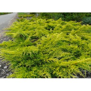 Borievka prostredná (Juniperus x media) ´GOLD STAR´ - výška 30-40 cm, kont. C2L