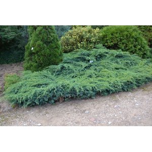 Borievka šupinatá (Juniperus squamata) ´BLUE CARPET´ - Ø 20-30 cm, výška 10-15 cm, kont. C3L
