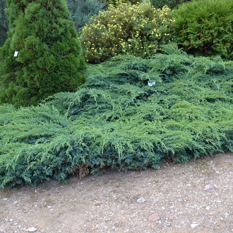Borievka šupinatá (Juniperus squamata) ´BLUE CARPET´ - Ø 20-30 cm, výška 10-15 cm, kont. C3L