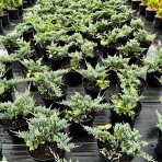 Borievka rozprestretá (Juniperus horizontalis) ´BLUE CHIP´ - ø 20-40 cm, kont. C3L