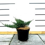 Borievka rozprestretá (Juniperus horizontalis) ´BLUE CHIP´ - ø 20-40 cm, kont. C3L