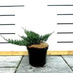 Borievka rozprestretá (Juniperus horizontalis) ´BLUE CHIP´ - priemer rastliny 20-40 cm, kont. C3L