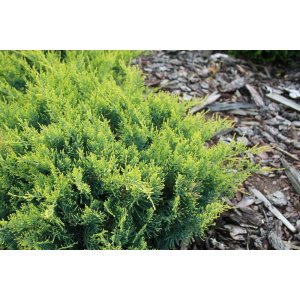 Borievka viržínska (Juniperus virginiana) ´GOLDEN SPRING´ - výška 20-30 cm, priemer 20-40 cm, kont. C2L