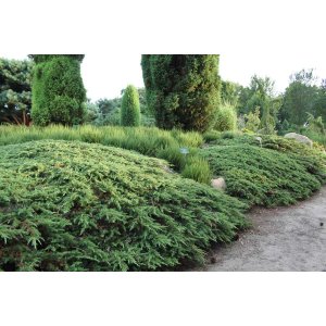 Borievka obyčajná (Juniperus communis ) ´GREEN CARPET´, Ø 20-30 cm,  kont. C2L/C3L