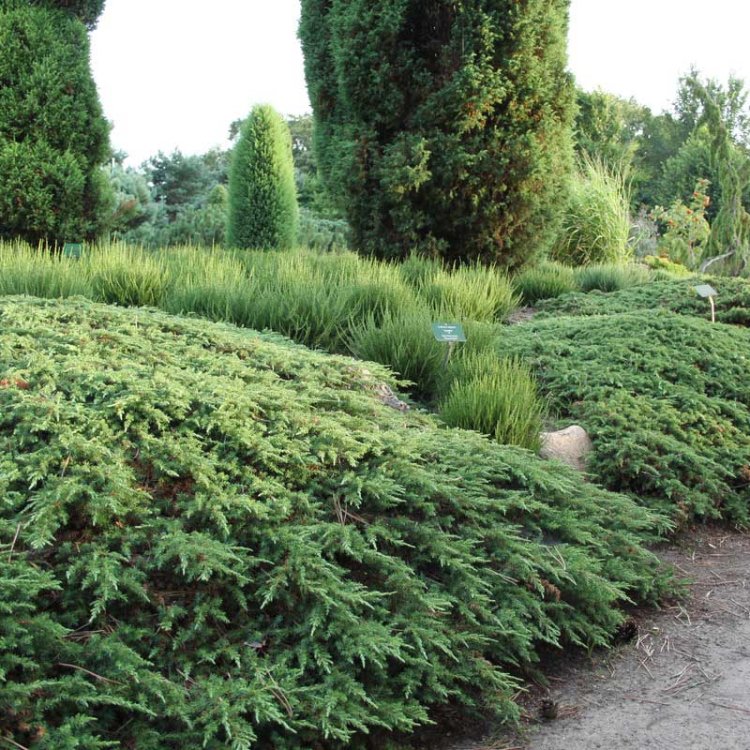 Borievka obyčajná (Juniperus communis ) ´GREEN CARPET´, Ø 20-30 cm,  kont. C2L/C3L