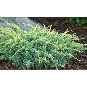 Borievka šupinatá (Juniperus squamata) ´HOLGER´ - výška 15-20 cm, ∅ rastliny 20-40 cm, kont. C3L