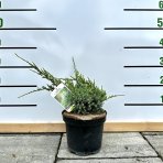 Borievka šupinatá (Juniperus squamata) ´HOLGER´ - výška 15-20 cm, ∅ rastliny 20-40 cm, kont. C3L