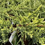 Borievka šupinatá (Juniperus squamata) ´HOLGER´ - výška 15-20 cm, ∅ rastliny 20-40 cm, kont. C3L