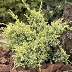 Borievka šupinatá (Juniperus squamata) ´HOLGER´ - výška 15-20 cm, ∅ rastliny 20-40 cm, kont. C3L