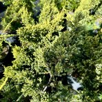 Borievka šupinatá (Juniperus squamata) ´HUNNETORP´ - výška 20-30 cm, ∅ 30-40 cm, kont. C5L
