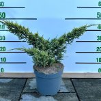 Borievka šupinatá (Juniperus squamata) ´HUNNETORP´ - výška 20-30 cm, ∅ 30-40 cm, kont. C5L