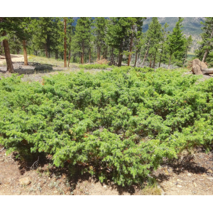 Borievka obyčajná (Juniperus communis) ´BARTON´ - výška 20-30 cm, priemer 20-40 cm, kont. C2L