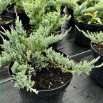 Borievka rozprestretá (Juniperus horizontalis) ´BLUE CHIP´ - ø 20-40 cm, kont. C3L
