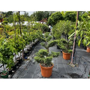 Borievka prostredná (Juniperus media) ´HETZ ´ - výška 120-140 cm, kont. C45L - BONSAJ