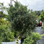 Borievka prostredná (Juniperus media) ´HETZI ´ - výška: 120-140 cm, kont. C45L - BONSAJ