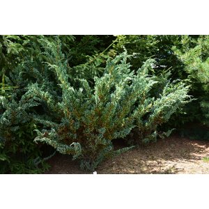 Borievka šupinatá (Juniperus squamata) ´MEYERI´ - výška 20-40 cm, kont. C2L