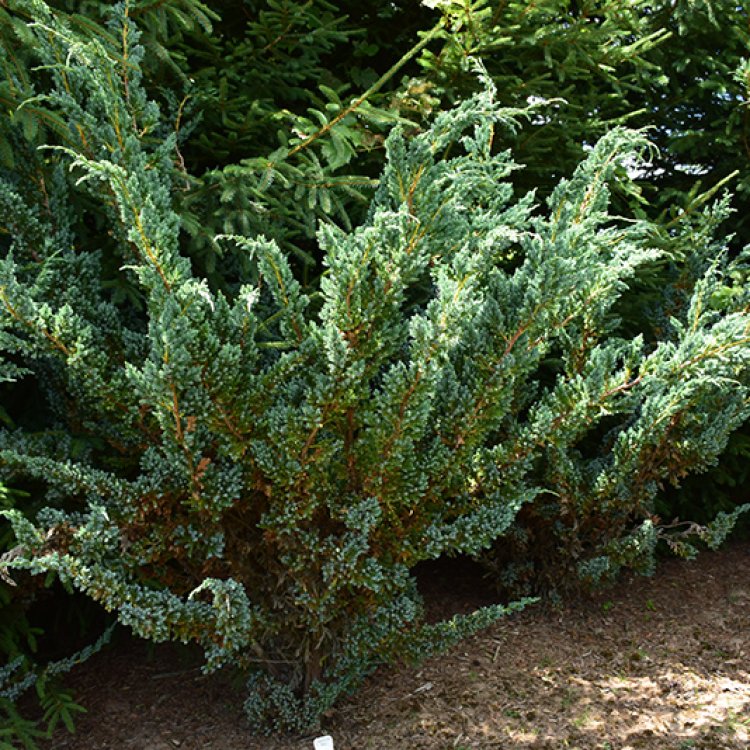 Borievka šupinatá (Juniperus squamata) ´MEYERI´ - výška 20-40 cm, kont. C2L