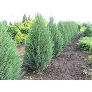 Borievka čínska (Juniperus chinensis) ´MONARCH´ - výška 20-40 cm, kont. C2L