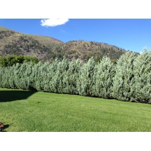 Borievka viržínska (Juniperus virginiana) ´MOONGLOW´ - výška 150-180 cm, kont. C18L