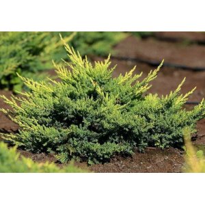 Borievka prostredná (Juniperus x media) ´MORDIGAN GOLD´ - priemer rastliny 30-50 cm, kont. C2L