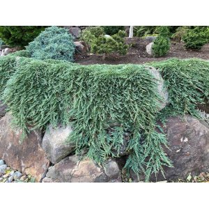 Borievka rozprestretá (Juniperus horizontalis) ´HUGHES´ -  Ø 20-30 cm, kont.C3L