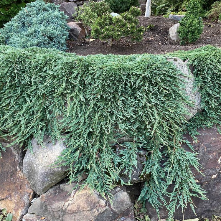 Borievka rozprestretá (Juniperus horizontalis) ´HUGHES´ -  Ø 20-30 cm, kont.C3L