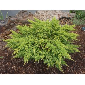 Borievka prostredná (Juniperus x media) ´PFITZERIANA AUREA´ - výška 30-50 cm, kont. C10L
