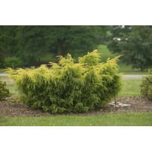 Borievka prostredná (Juniperus x media) ´SAYBROOK GOLD´ - výška 30-50 cm,  kont. C2L