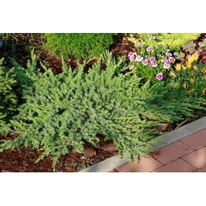 Borievka pobrežná (Juniperus conferta) ´SCHLAGER´ - výška 10-15 cm, ⌀ 60 cm, kont. C3L 