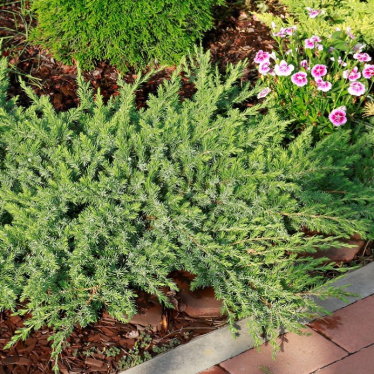 Borievka pobrežná (Juniperus conferta) ´SCHLAGER´ - výška 10-15 cm, ⌀ 60 cm, kont. C3L 